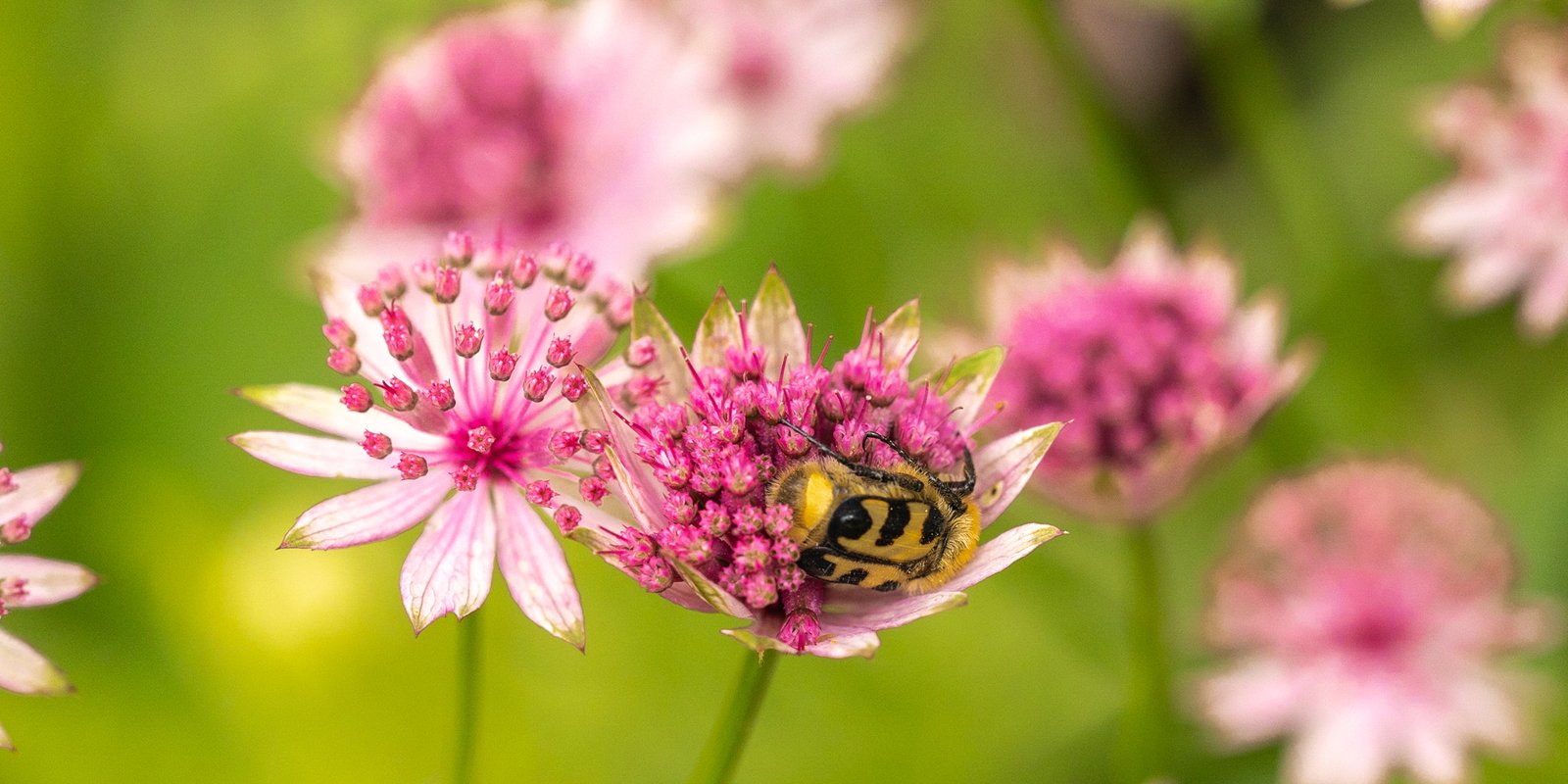 Leergang systemisch leiderschap